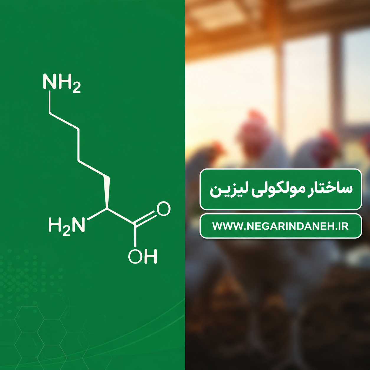 لیزین