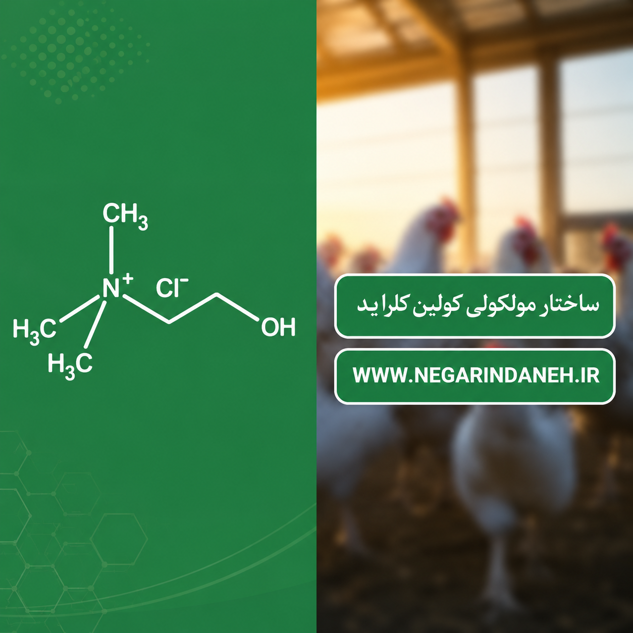 کولین